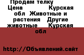 Продам телку 40000 › Цена ­ 40 000 - Курская обл. Животные и растения » Другие животные   . Курская обл.